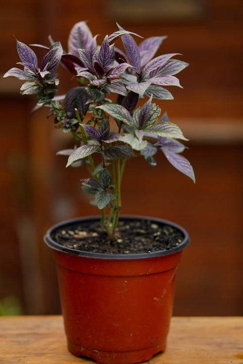 Persian Shield Plant – SoulFire Farm