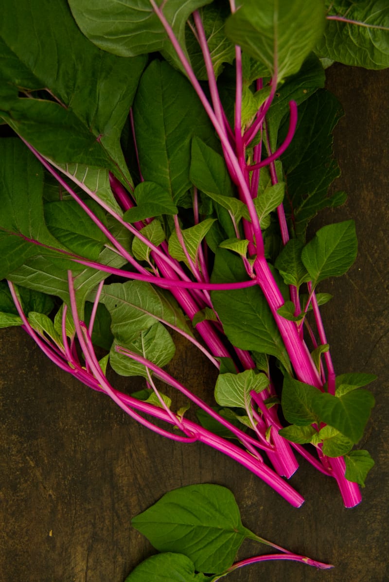 Pink Stem Amaranth Plant