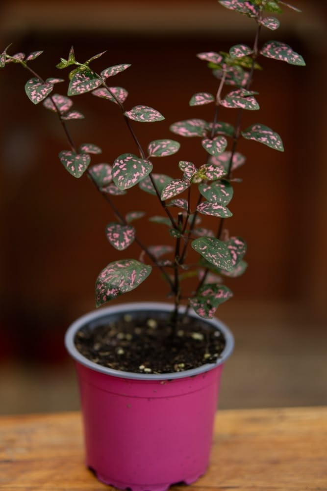 Polka Dot Plant