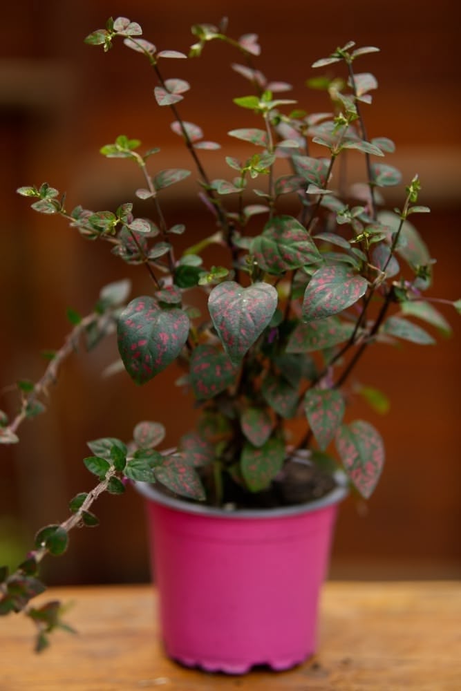 Polka Dot Plant