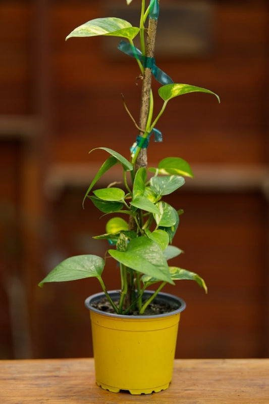 Pothos Plant