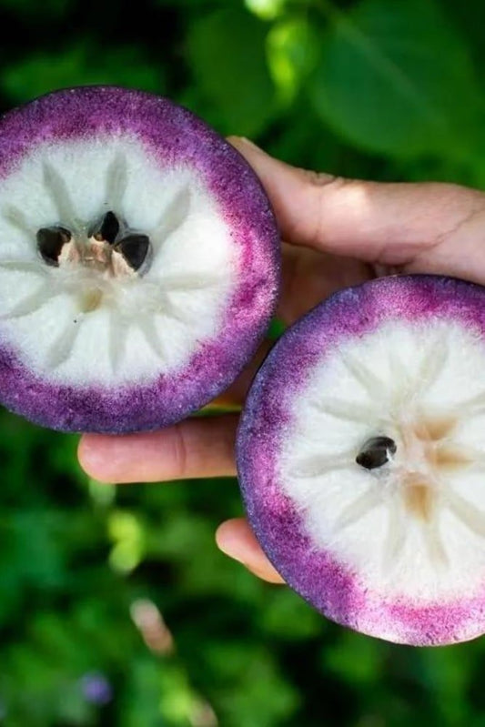 Purple Star Apple (Caimito) Tree