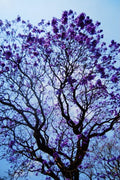 Árbol de guayacán (morado)