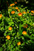 Purslane Plant (Electric Orange)
