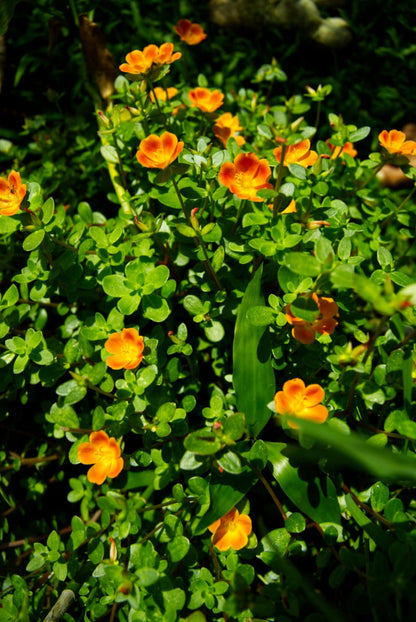 Planta de portulaca (naranja eléctrica)