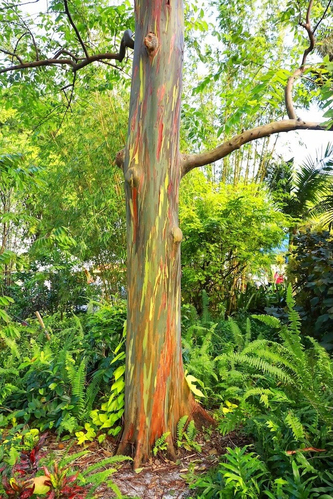Árbol de eucalipto arcoíris