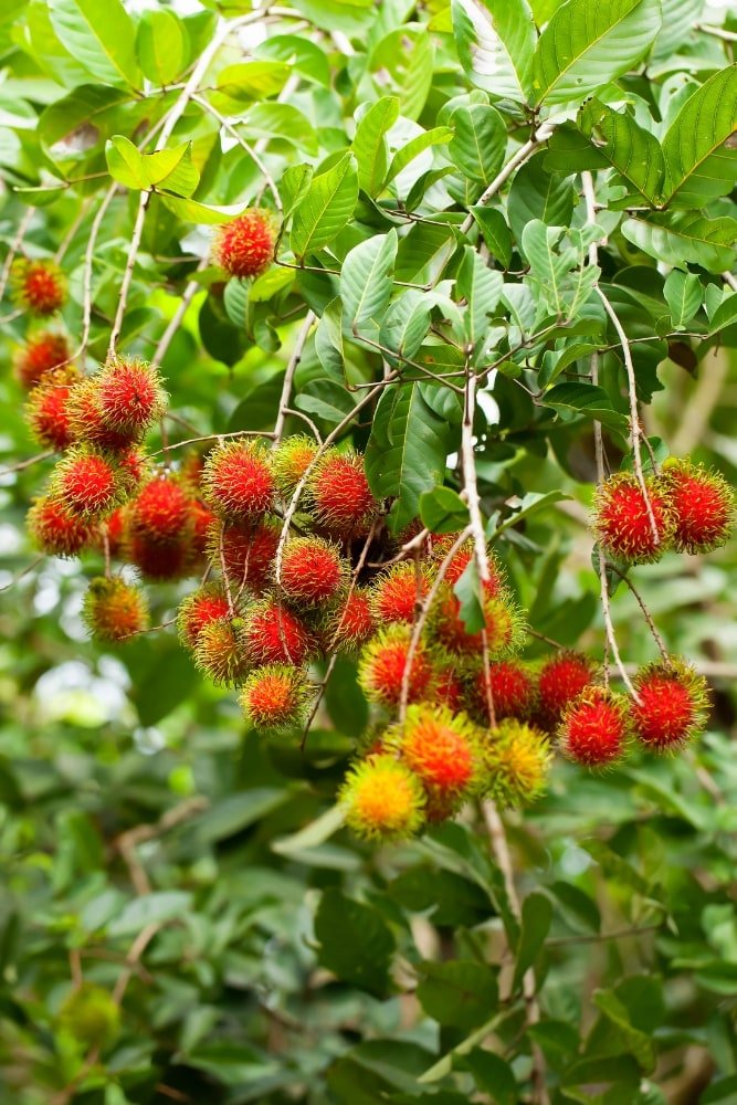 Rambutan R167 - Grafted Tree – SoulFire Farm