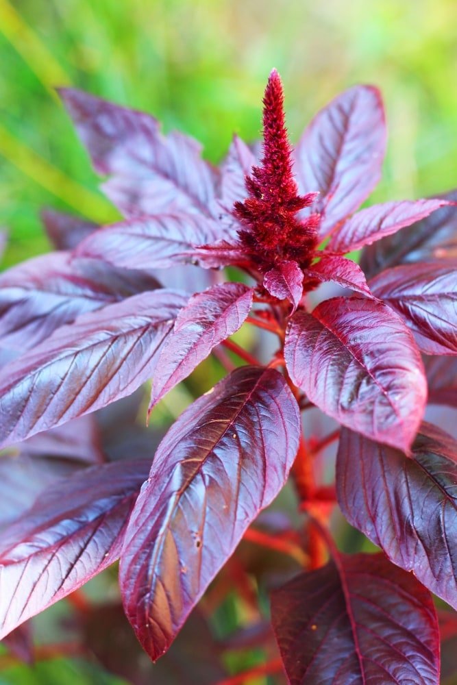 Red Leaf Amaranth Plant