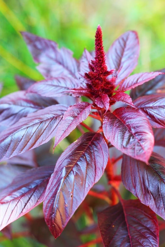 Planta de amaranto rojo