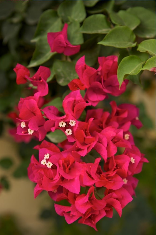 Red Bougainvillea Plant