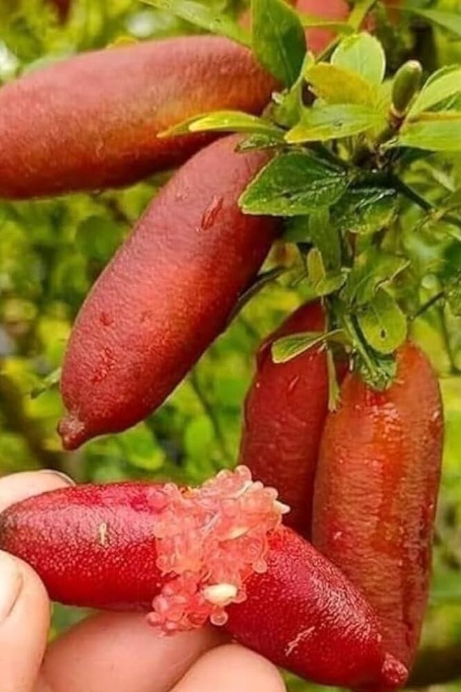 Red Finger Lime - Grafted Tree