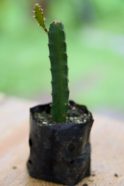 dragon fruit plant fertilizer Dragon Fruit Plant