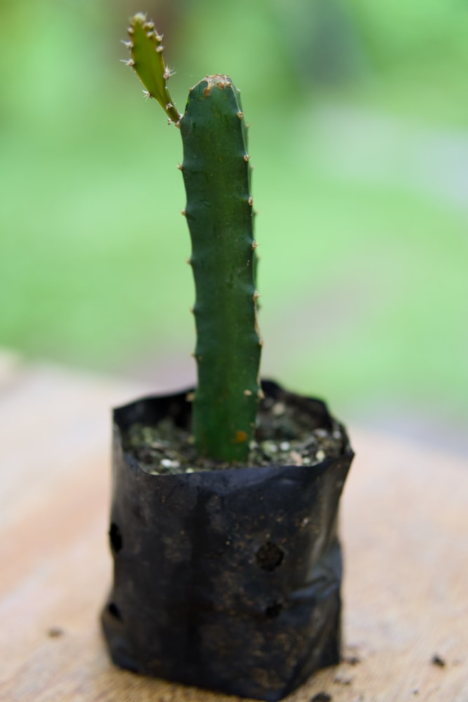 Dragon Fruit Plant - Royal Red