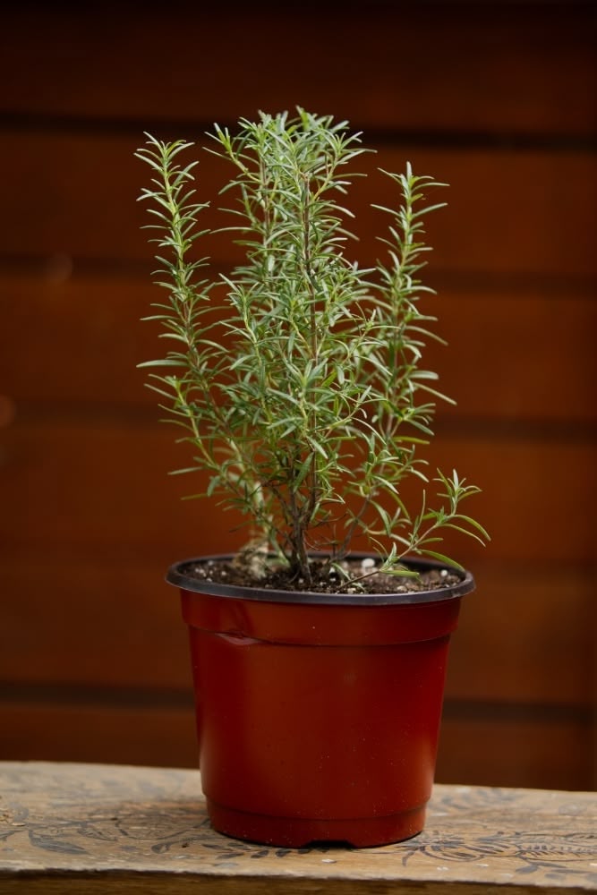 Planta de romero