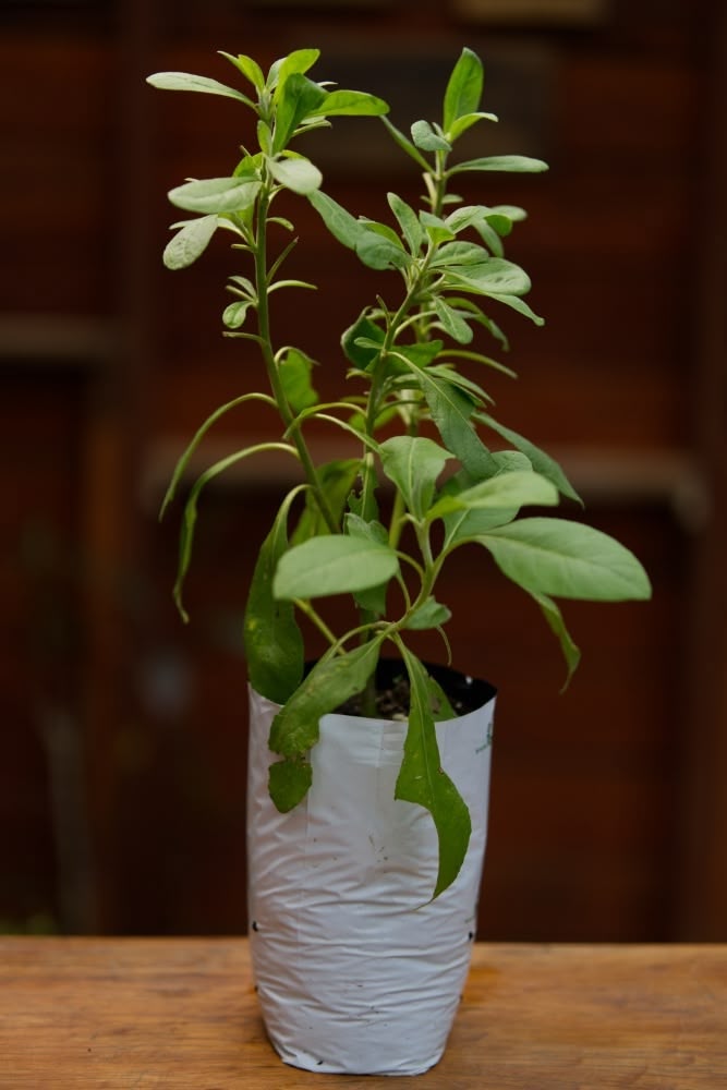 Sage Plant