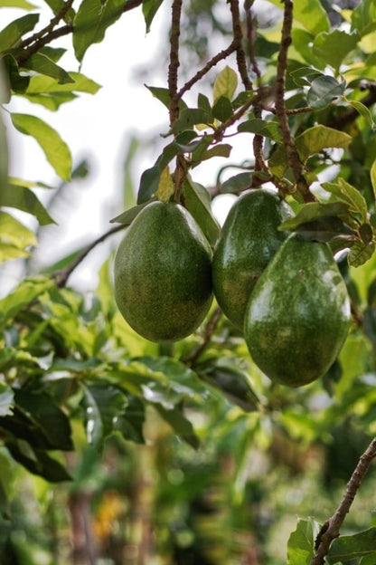 Avocado Semil 34 - Grafted Tree