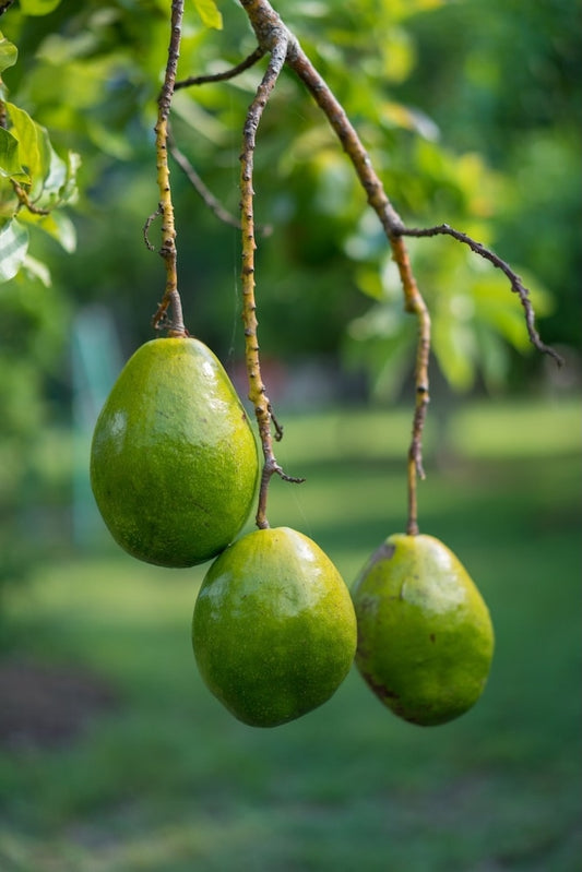 Aguacate Simmonds - Árbol injertado