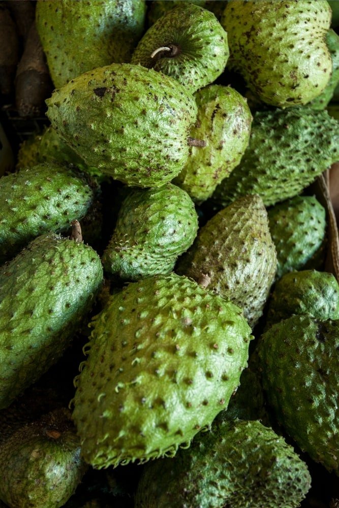 Soursop Tree – SoulFire Farm