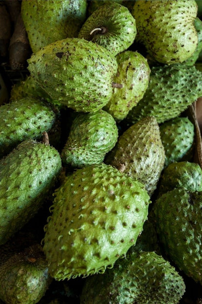 Soursop Tree