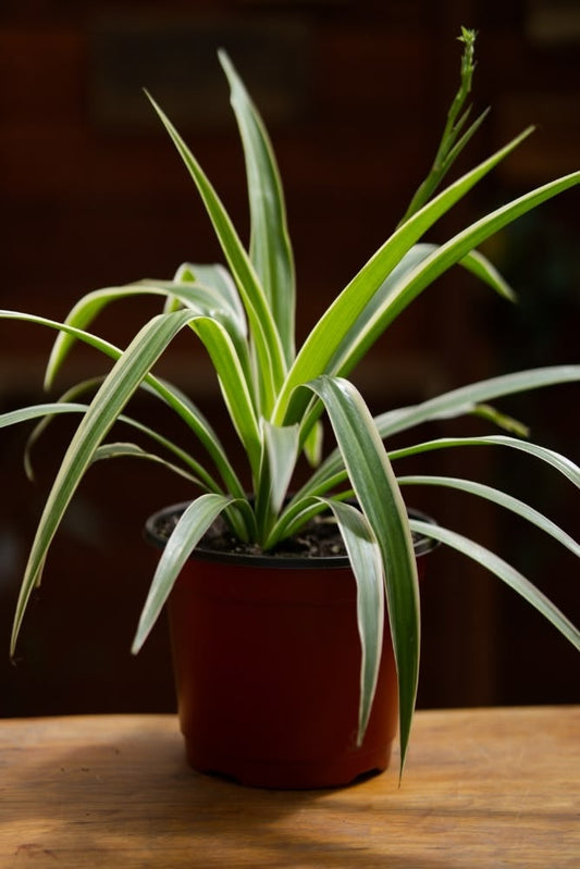 Spider Plant