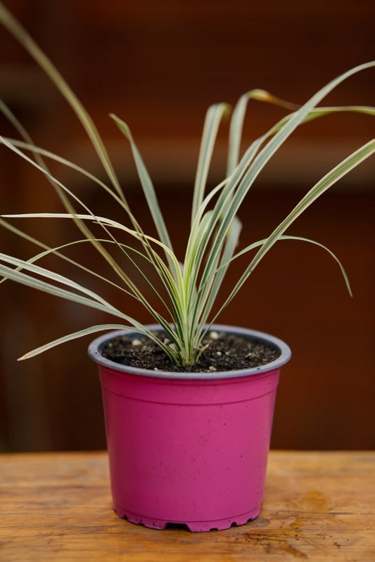 Spider Plant (Bichetii)