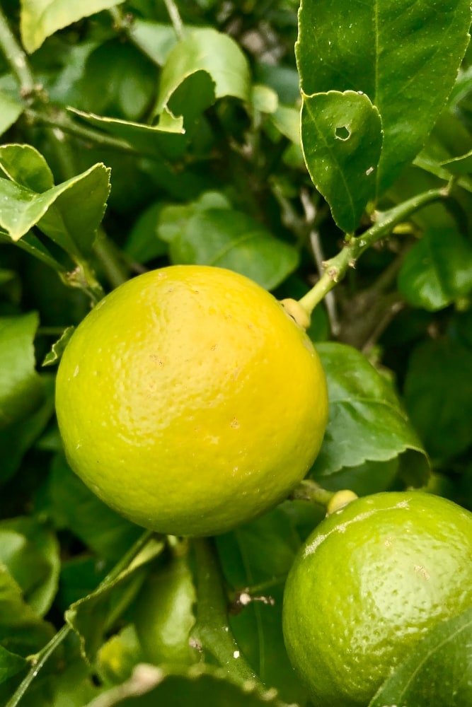 Lemon Persian - Grafted Tree – SoulFire Farm