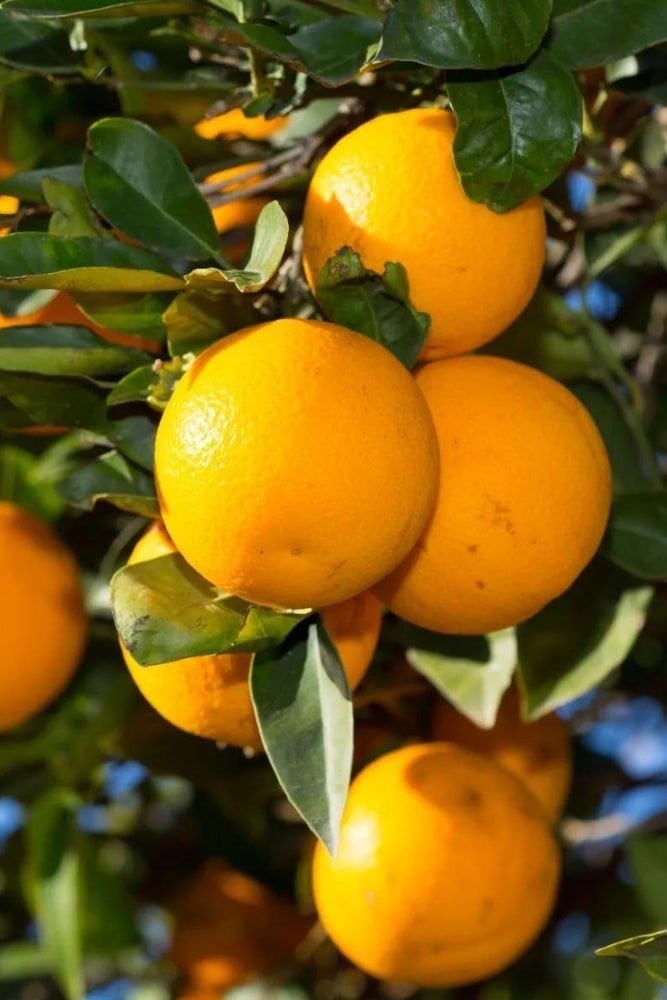Orange Valencia- Grafted Tree – SoulFire Farm