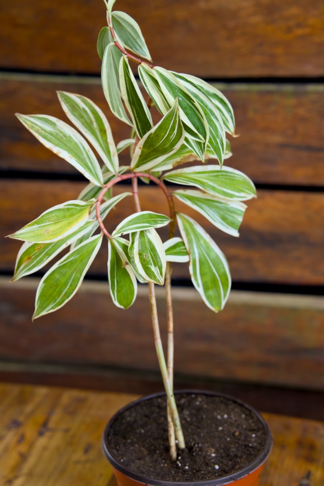 Variegated Crepe Ginger