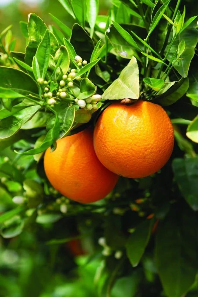 Orange Washington - Grafted Tree – SoulFire Farm